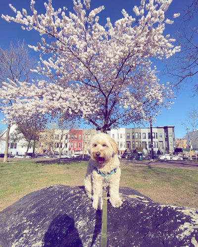 Brooklyn Tails and Trails