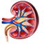 Prasad Medical Physician P.C